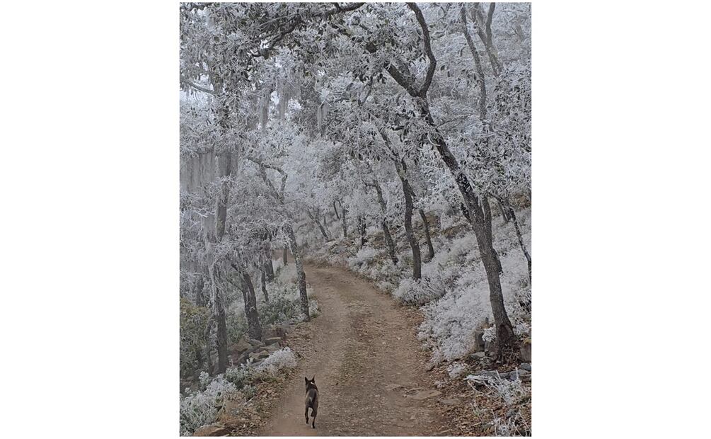 Onda gélida deja increíbles paisajes en Tamaulipas (22/01/2025). Foto: Especial