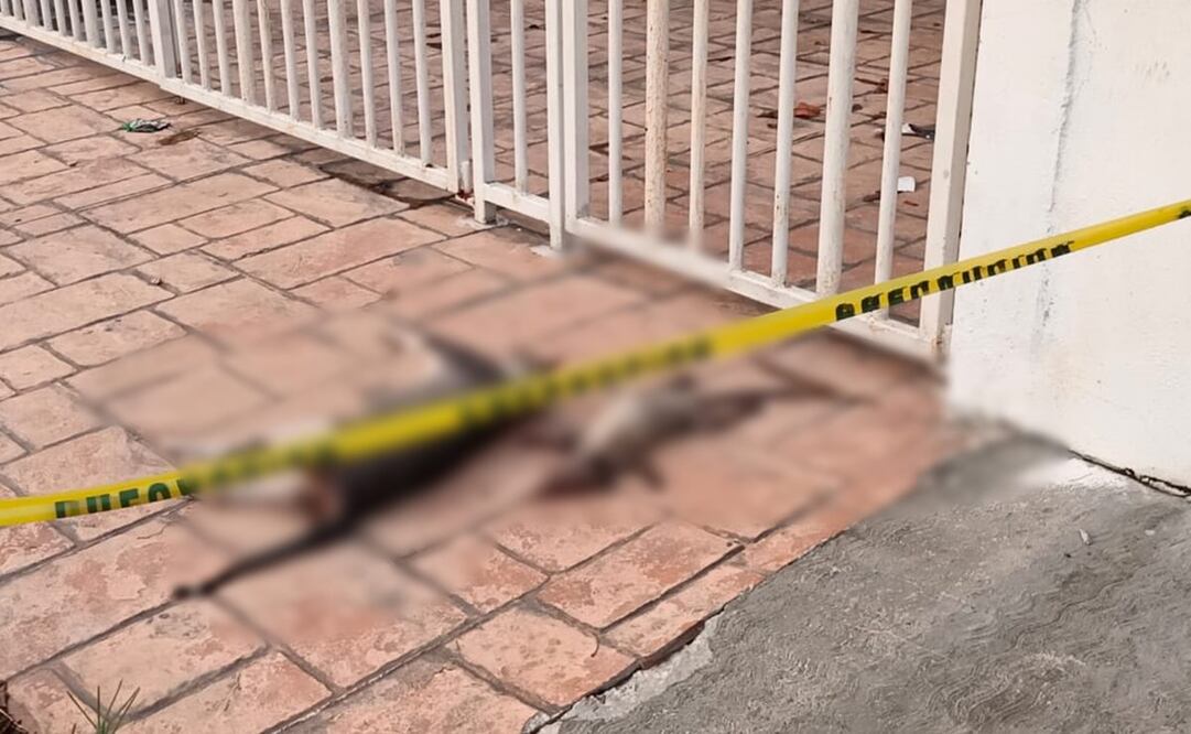 Ocho animales fueron envenenados en la colonia García Ginerés en Yucatán