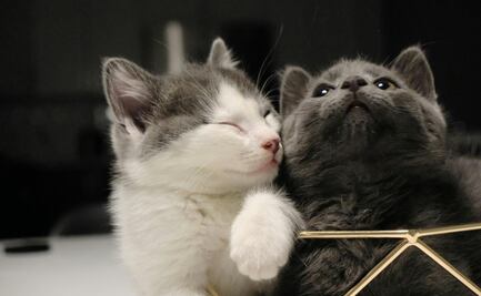 Día del Gato 2026: ¿por qué se celebra tres veces al año esta fecha?; conoce la peculiar razón