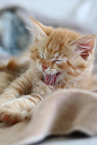 Si tu gato presenta heces blandas y malolientes, es crucial acudir a un veterinario. Fuente: Freepik.
