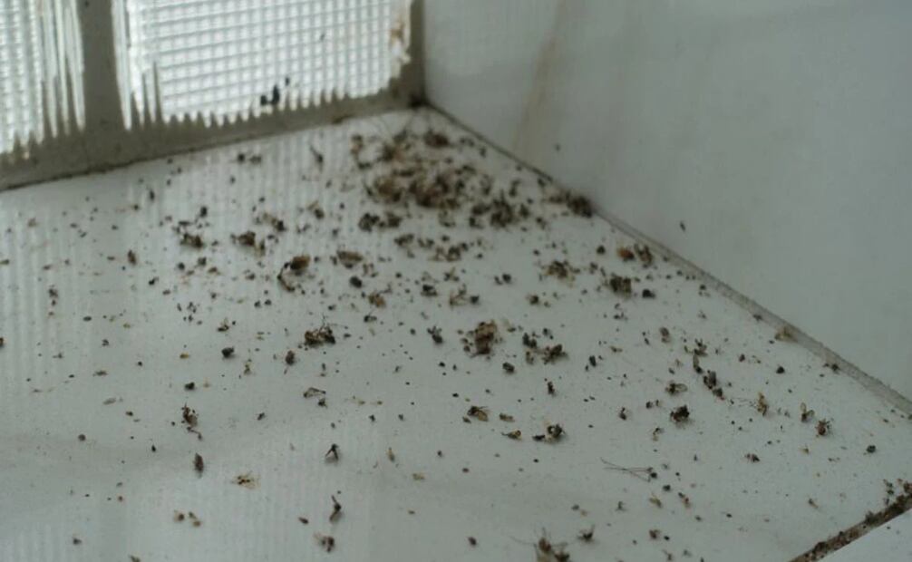 Los inspectores también encontraron fugas en las ventanas y decenas de insectos muertos. (27/07/25) Foto: Agencias