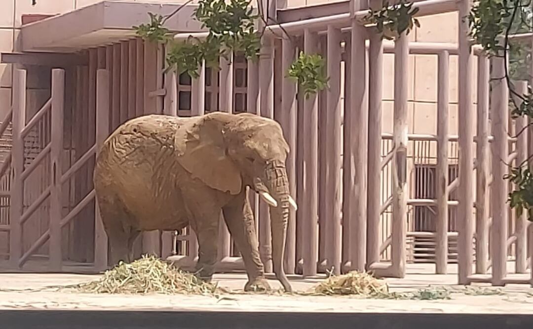Diversas organizaciones civiles piden el traslado de la elefante a un lugar abierto. Foto: Especial
