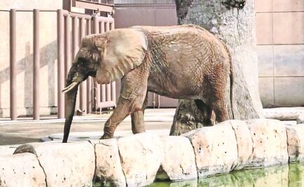 Activistas llaman a evitar muerte de Ely