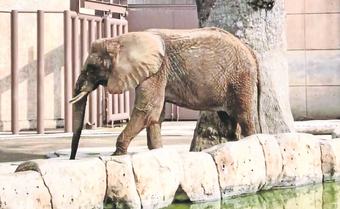 Integrantes del Proyecto Gran Simio dicen que Ely vive en precarias condiciones en el zoológico de San Juan de Aragón (ESPECIAL)