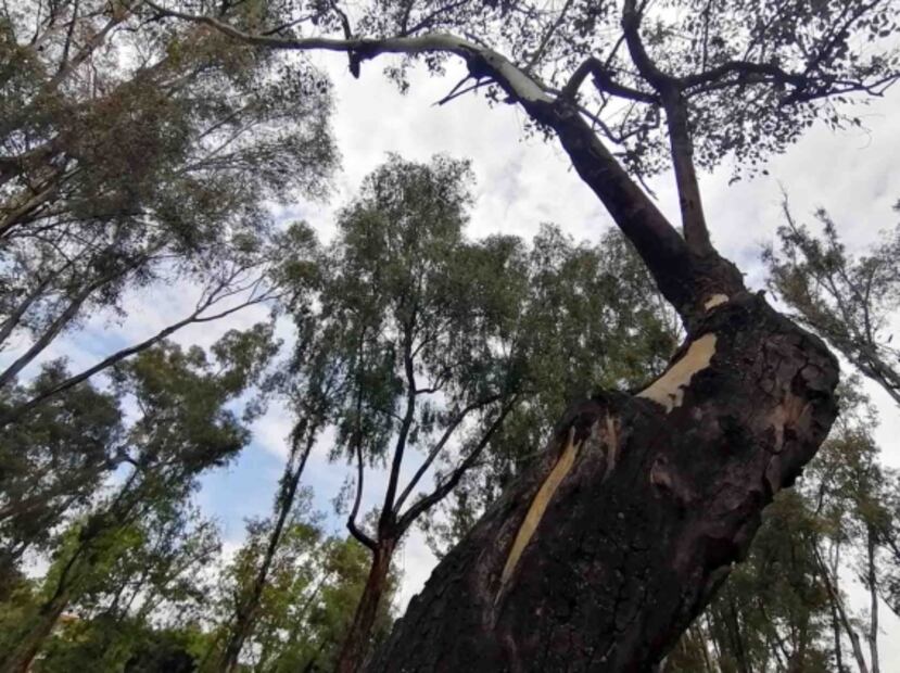 Cinvestav apuesta por el uso de hongos para beneficiar a la reforestación 