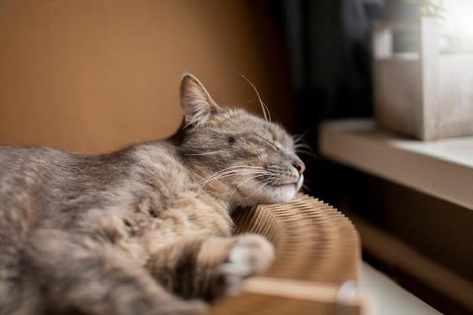 El estrés es una condición peligrosa para los gatos. Fuente: Freepik.