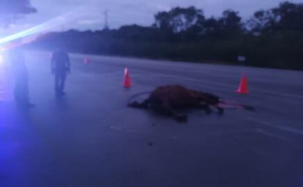 Caballo muere al impactarse contra una camioneta en carretera de Yucatán
