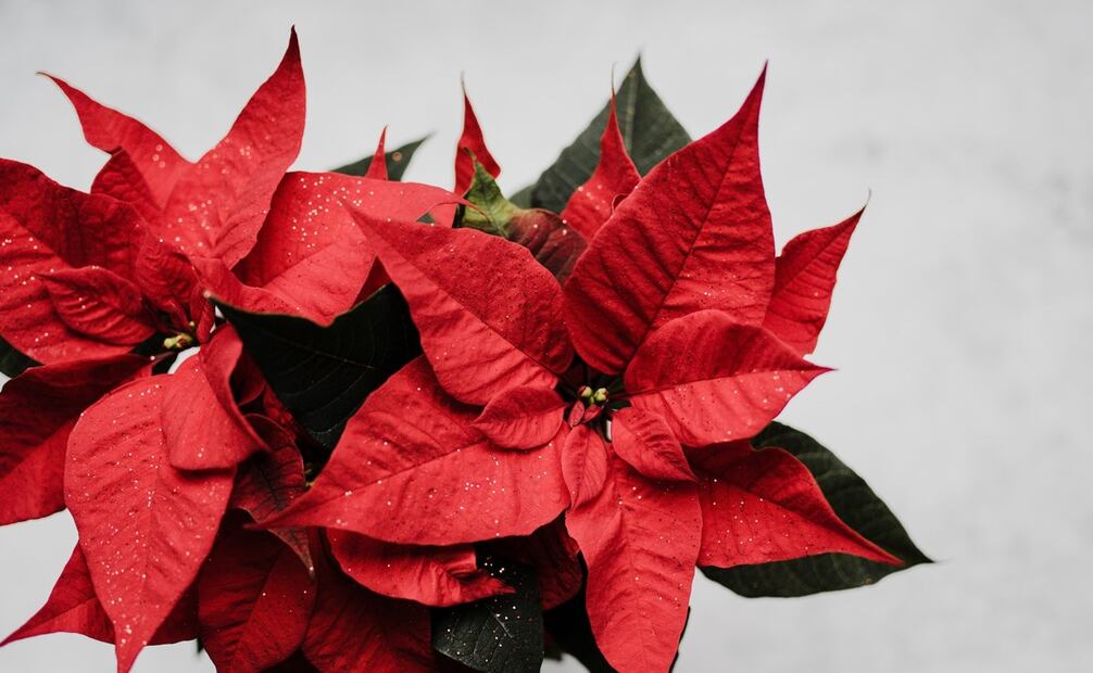 Flor de Nochebuena. Foto: Unsplash