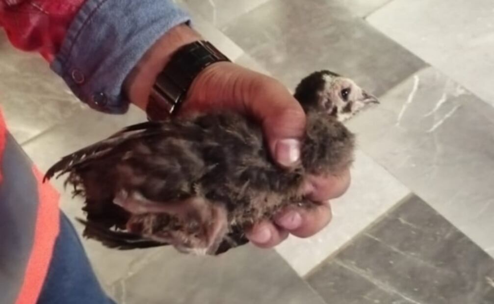 Rescatan a guajolote de vías del Metro Pantitlán