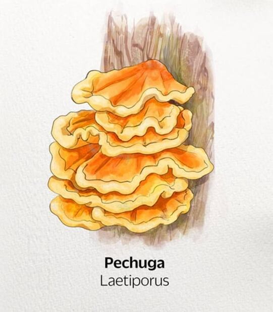 9 hongos comestibles que son increíbles para cocinar