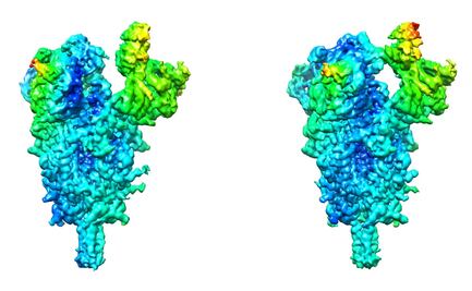 Covid-19: Detectan claves de la flexibilidad del coronavirus SARS-CoV-2