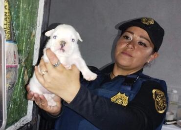 PAOT suma más de mil rescates de perros y gatos en CDMX