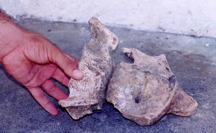 Descubren en Argentina nueva especie de perezoso prehistórico