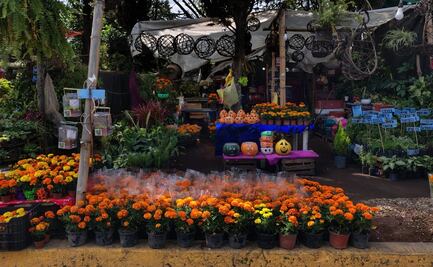 "Ya no es tan rentable", dicen productores de cempasúchil de Xochimilco