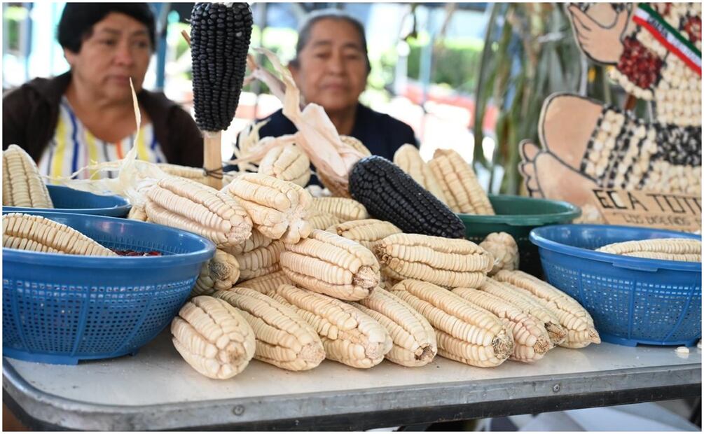 Gobernadora de Morelos visualiza inversión de 700 millones para el sector campesino en 2025. Foto: Justino Miranda / EL UNIVERSAL