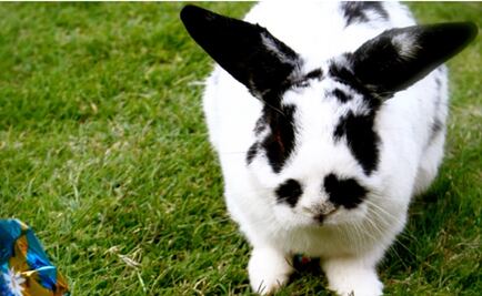 Zooterapia: El tratamiento que ayuda a través de los animales