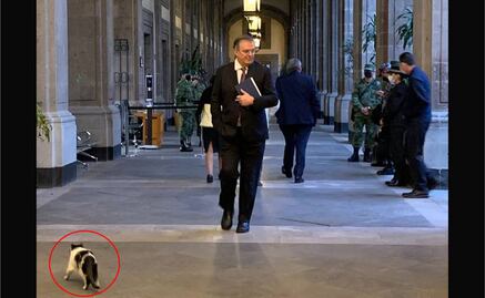 "Panda" roba cámara a Ebrard; reaparecen los gatitos fifís de Palacio Nacional