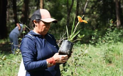 Reforestan Área Natural Protegida La Loma; plantan 490 ejemplares nativos para restaurar ecosistemas