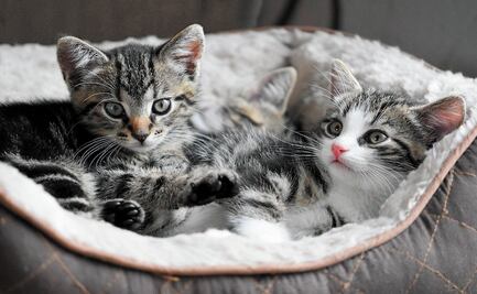 ¿Por qué a los gatos les gustan las computadoras?