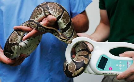 Detienen a pareja en EU por maltrato contra al menos 240 animales exóticos