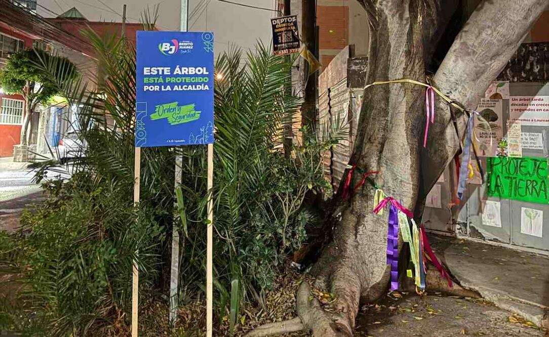 Alcaldía Benito Juárez, vecinos y Sedema acuerdan no tocarle ninguna hoja a Laureano. (Foto: especial)