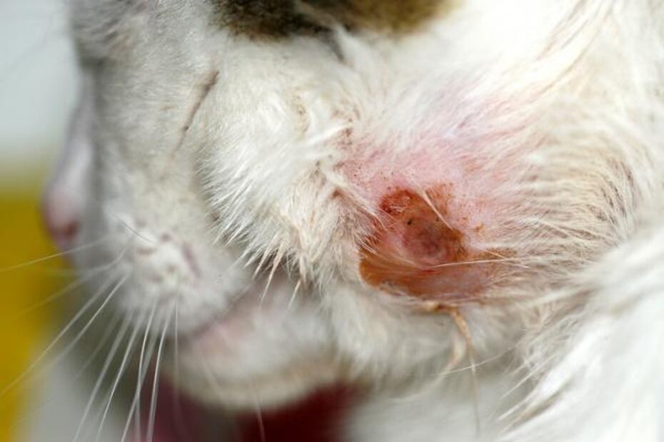 Las costras de los gatos pueden aparecer por diversas razones. Fuente: Freepik.