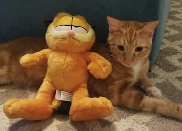 "Se busca gato naranja para fiesta de Garfield": el anuncio que se viralizó en redes para un cumpleaños en EU