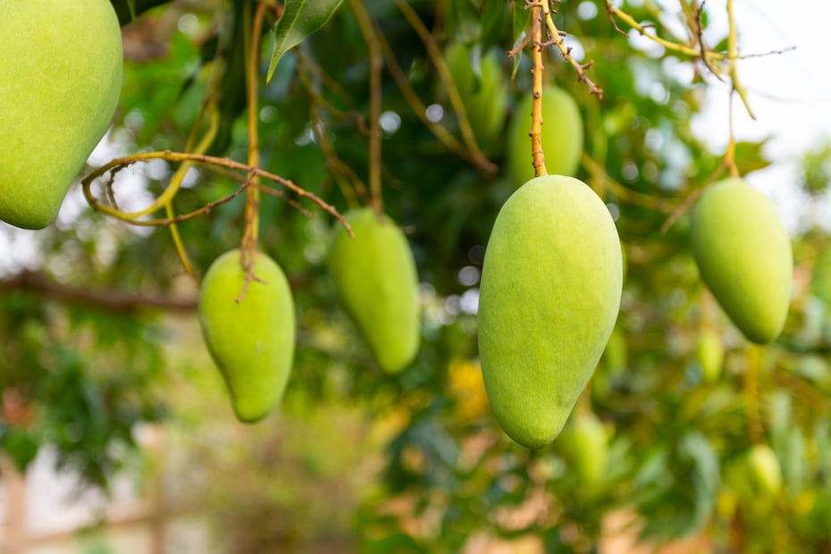 Mangos. Foto: Freepik