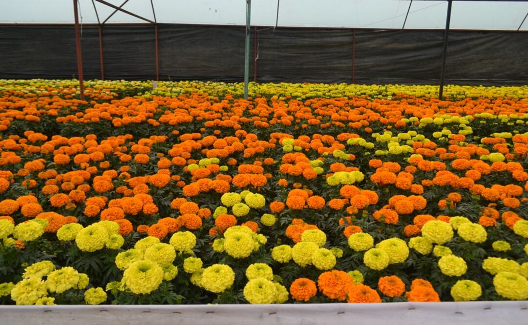 (Foto: Cortesía Sederec)