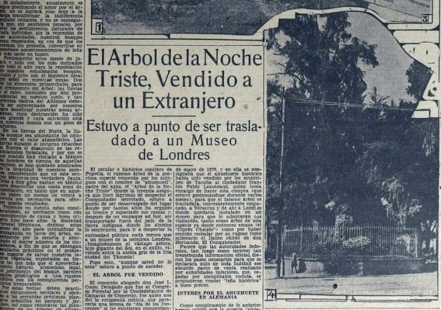 El Árbol de la Noche Triste: el ahuehuete que vendieron a extranjeros