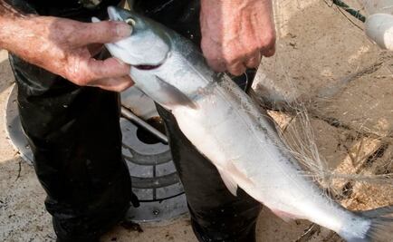 Calor hace que muera mitad de salmones en río Columbia