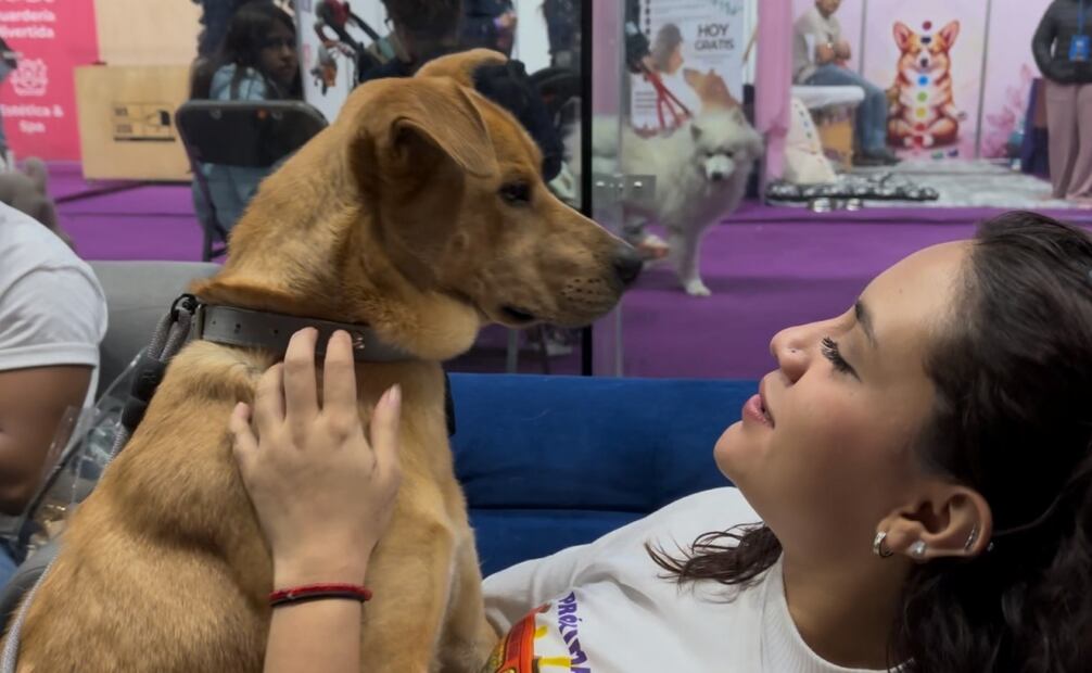 Adoptan a 11 perritos del Centro de Transferencia Canina del Metro. Foto: especial