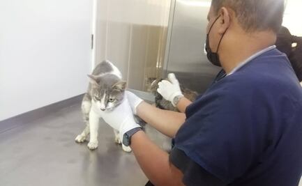 Gatitos rescatados en incendio de mercado Sonora se encuentran estables; murió uno