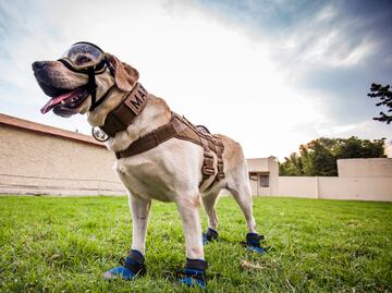 Frida: “símbolo de esperanza e inspiración”; así fue la vida de la perrita rescatista