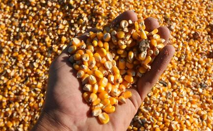 Mexican scientists develop drought-resistant maize