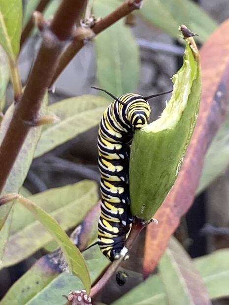 La oruga devora las hojas de la planta de algodoncillo. (© O. Vidal/P. Cendón)