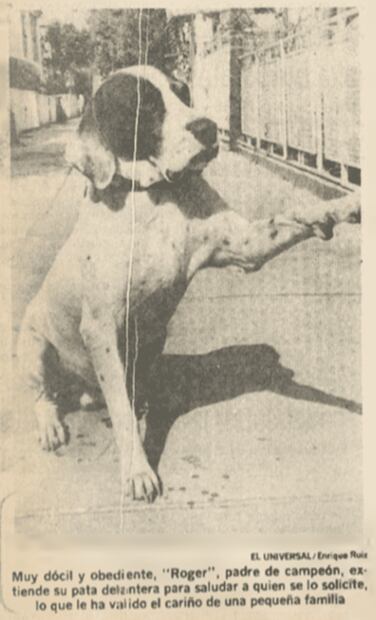 Roger, el perro de la canasta que conmovió en los años 80