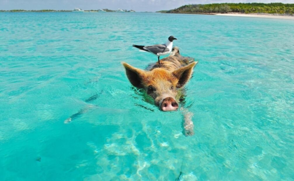 10 razones para viajar a Bahamas al menos una vez