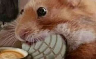 Los documentos de Epstein y el desdén de Richard Hart al pan mexicano: memes de la semana