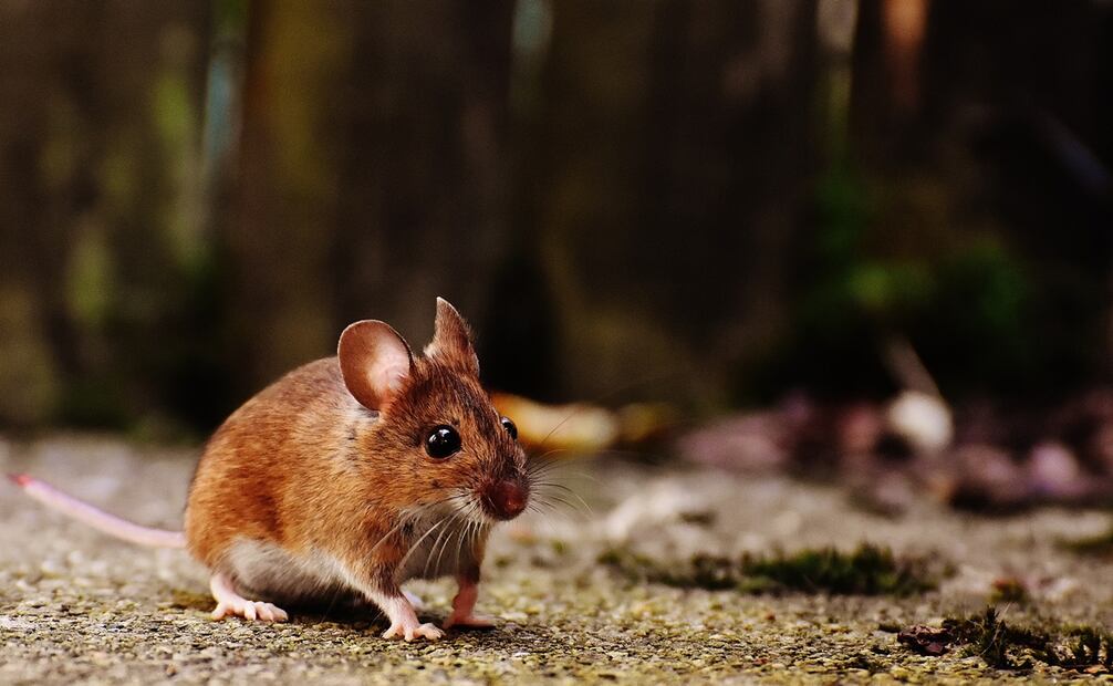 ¿Qué es el hantavirus y por qué preocupa? Esto se sabe. Foto: Archivo / EL UNIVERSAL