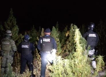 Aseguran plantío de marihuana en terreno de San Andrés Azumiatla, Puebla