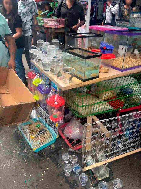 Aseguran ajolotes, ranas, iguanas y erizos en un puesto ambulante en las inmediaciones del mercado "El Tepetate" en el estado de Querétaro. Foto: Profepa