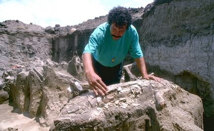 Hallan mamífero prehistórico de hace 10 mil años