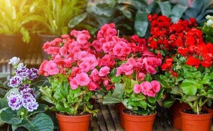 Cómo cuidar las begonias para que estallen de flores en primavera