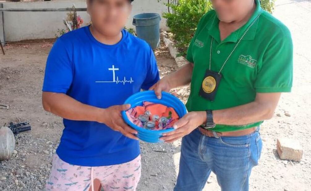 Profepa asegura de manera precautoria tres ejemplares de polluelos de perico atolero frente naranja, Eupsittula canicularis. Foto: Especial