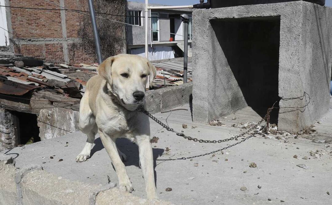 El legislador ecologista precisó que distintos países alrededor del mundo han adoptado, dentro de sus cuerpos normativos, el reconocimiento de la sintiencia de los animales, con la finalidad de mejorar su bienestar.. Foto: EL UNIVERSAL