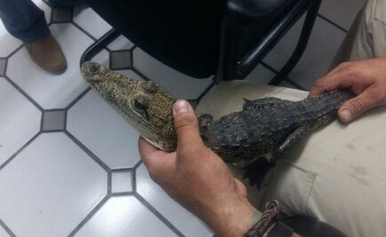 Aseguran cocodrilo que era exhibido en carnicería de Zapopan