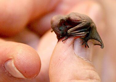 Murciélagos, nuestros aliados en la ecología y la economía