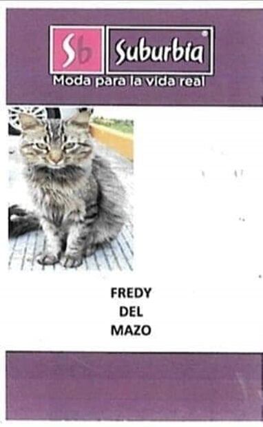 Él es "Fredy del Mazo", el gato trabajador de una tienda en el Edomex