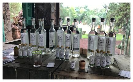 En Guanajuato también se produce mezcal y tequila
